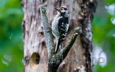 BB 12 0239 / Dendrocopos minor / Dvergspett